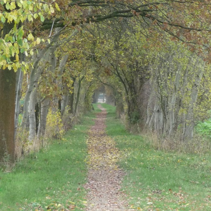 Birkenallee vor Marienfeld (Altertumskommission). (vergrößerte Bildansicht wird geöffnet)