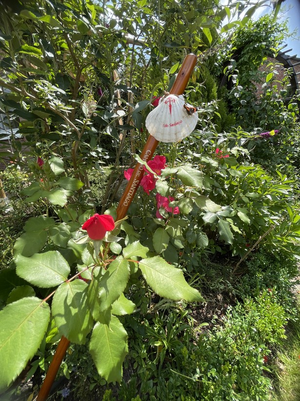 Pilgerstab und Rosen "Castel d´Alaquas" (AKo/Steinkrüger)