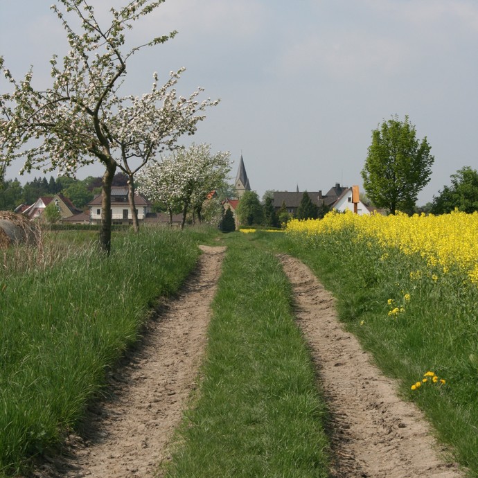 Weg vor Westönnen (Altertumskommission). (vergrößerte Bildansicht wird geöffnet)