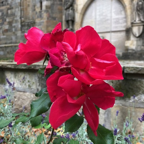Pilgerrose in Lengerich (N. Sinclair).