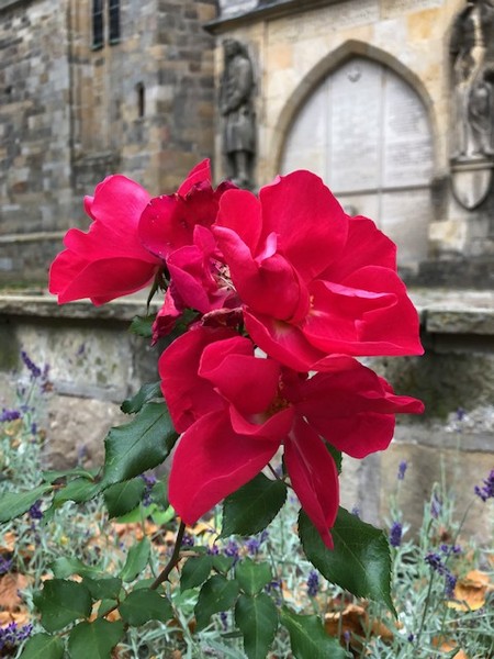 Pilgerrose in Lengerich (N. Sinclair).