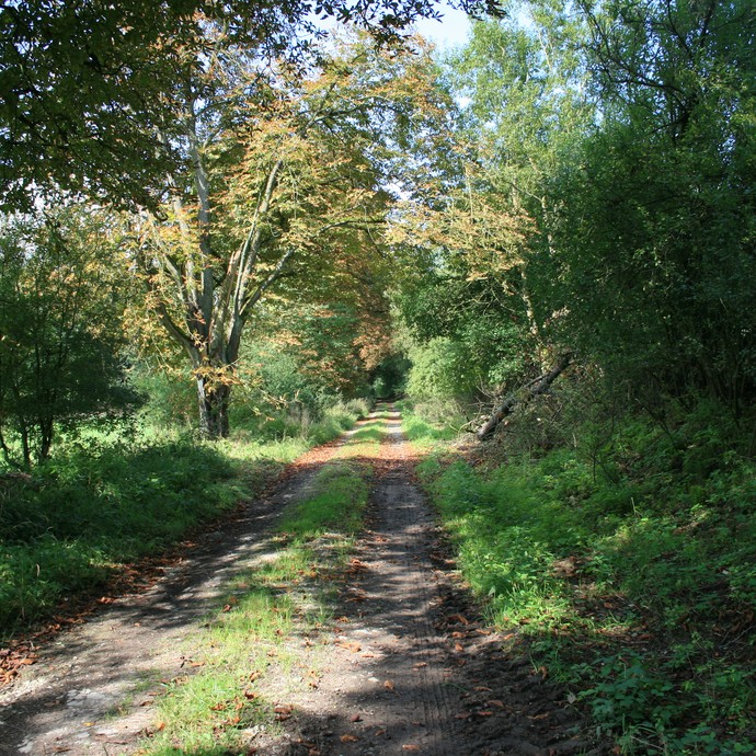 Weg zwischen Brakel und Driburg (Altertumskommission). (vergrößerte Bildansicht wird geöffnet)