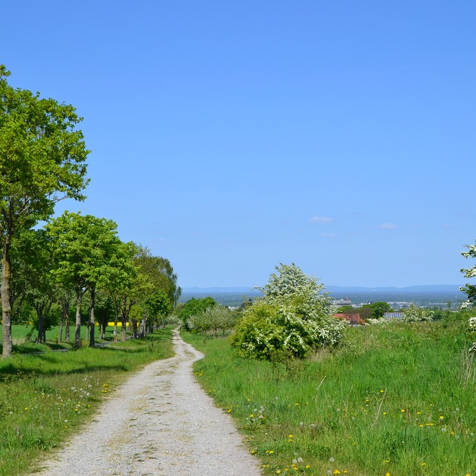 Weg vor Paderborn (Steinkrüger). (vergrößerte Bildansicht wird geöffnet)