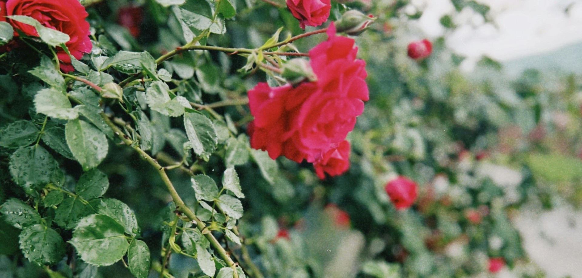 Pilgerrose