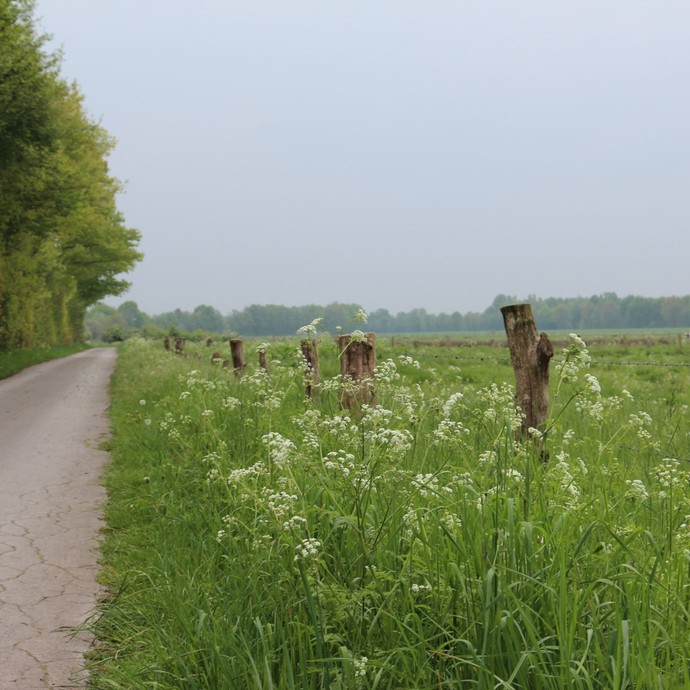 Weg bei Hochmoor (Altertumskommission). (vergrößerte Bildansicht wird geöffnet)